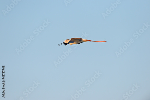 Black-winged Stilt flying alone in the sky.  Himantopus himantopus 