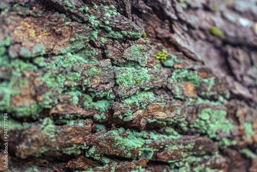 Detailed dark green algae on tree trunk close up.