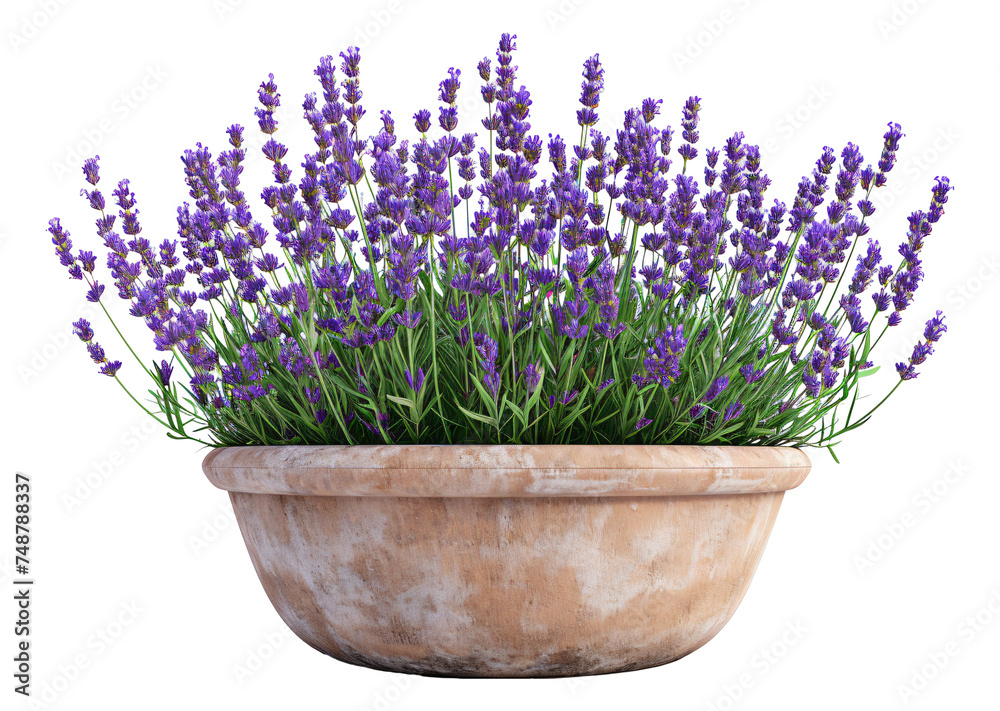 Obraz premium lavender flowers in a pot