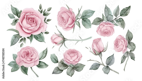 Sets of four pink roses in watercolor.