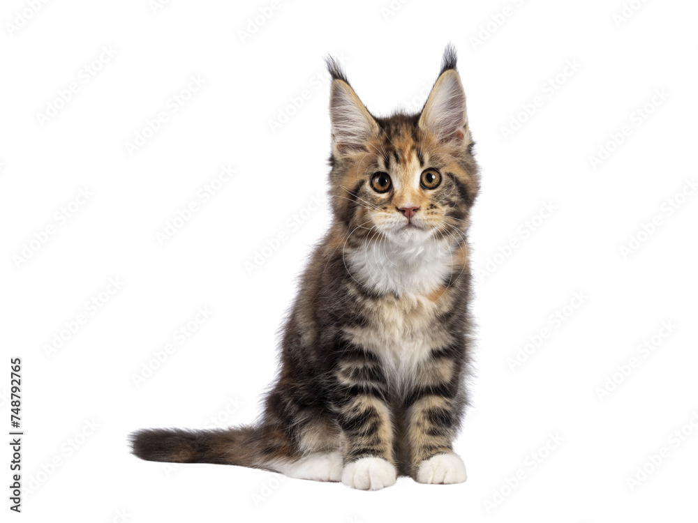 Adorable tortie Maine Coon cat kitten, sitting facing front. Looking towards camera with sweet and friendly eyes. isolated cutout on a transparent background.