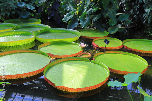 Kew garden ninfea, le piante nel acqua
 photo