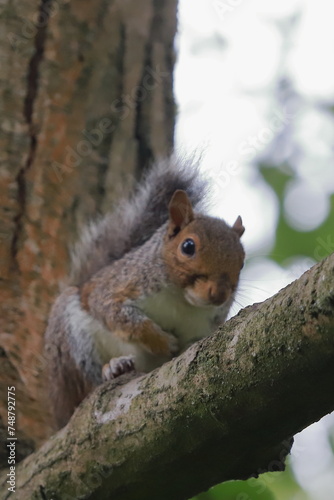 scoiattolo squirrel © Carlo