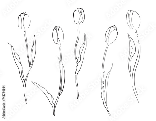 Tulips flower set. Black outline isolated on white background. Hand drawn vector illustration in line art style.