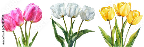 Pink, white & Yellow tulips isolated on a transparent or white background, PNG