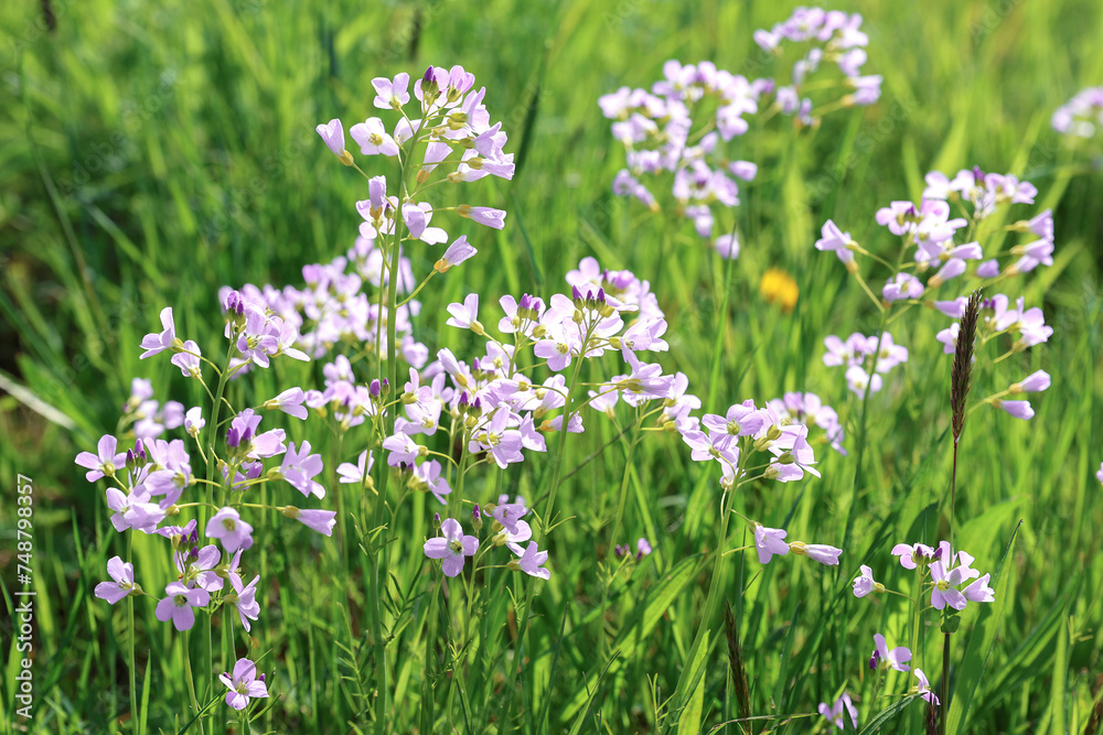 Bright violet flowers of the cuckoo flower
