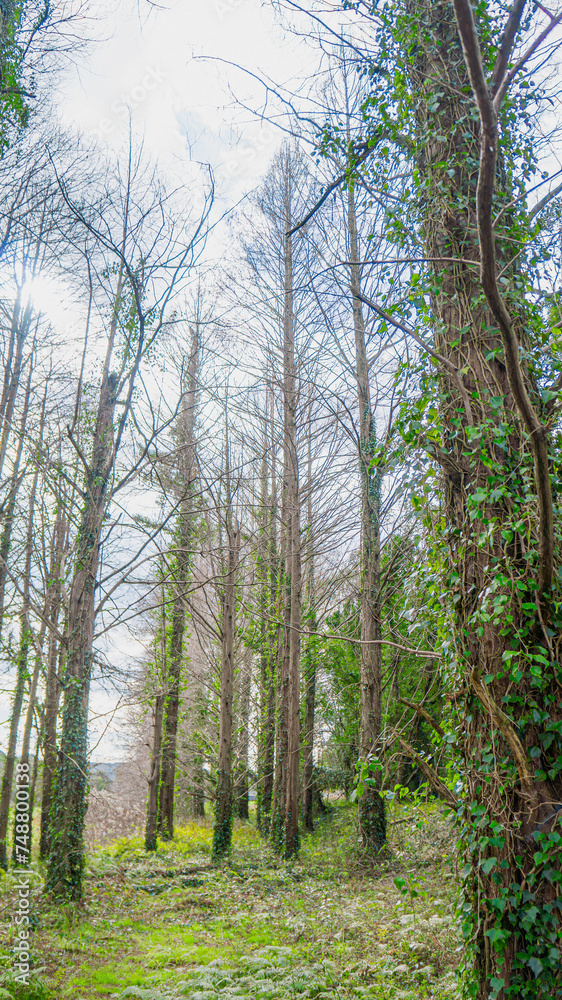 Fototapeta premium メタセコイアの木と森に生える植物