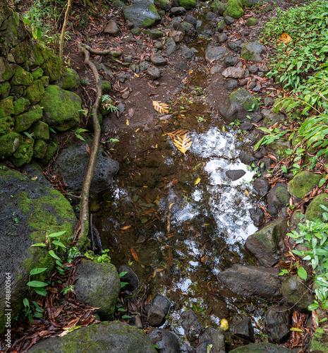 Pond whit the Sky Above Reflected in a Hawaiian Rainforest.