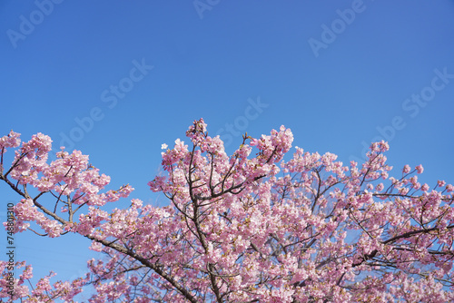 戸田川緑地 河津桜 名古屋 愛知