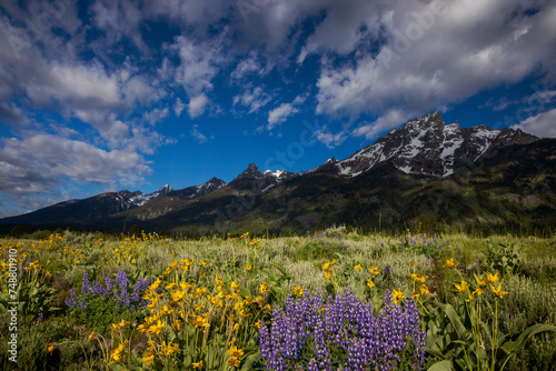 Grand Teton National Park Flower-Filled Meadows    Jackson Hole  Wyoming