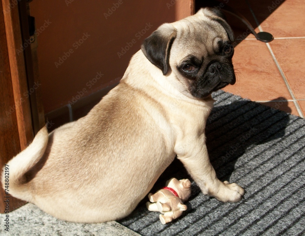 Pug puppy from behind, with muzzle turned backwards, sitting on the carpet at home Pug puppy from behind, with muzzle turned backwards, sitting on the carpet at home