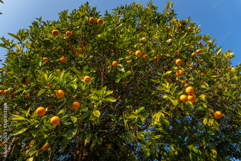 Malta or Blood Orange Citrus fruit tree in Upper Himalayas, Pauri Garhwal, Uttarakhand, India Malta or Blood Orange Citrus fruit tree in Upper Himalayas, Pauri Garhwal, Uttarakhand, India