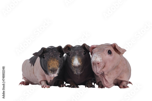 Row of three skinnypigs, standing beside each other. All looking towards camera. isolated ocutout on transparent background.