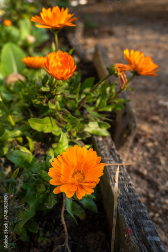 Calendula Officinalis  the pot marigoldin flower in Organic Garden  Uttarakhand  India
