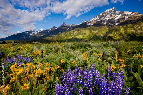 Grand Teton National Park Flower-Filled Meadows || Jackson Hole, Wyoming