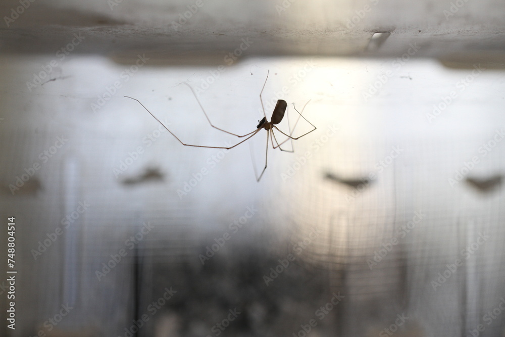 spider web in dark in nature in close eating meal hunting spider web in dark in nature in close eating meal hunting