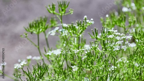 Scandix pecten-veneris (shepherd's-needle, Venus' comb, Stork's needle) is edible plant belonging to family Apiaceae. It is native to Eurasia photo