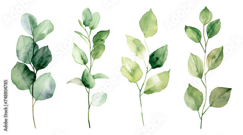 Watercolor painting of leaves on a white background.