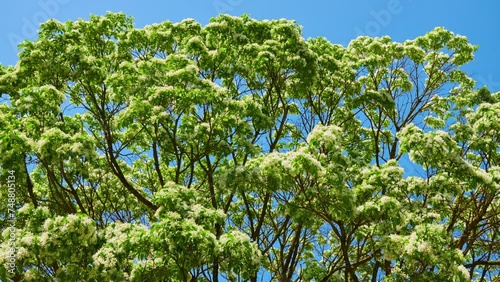Chionanthus retusus, the Chinese fringetree, is a flowering plant in the family Oleaceae. It is native to eastern Asia: eastern and central China, Japan, Korea and Taiwan. photo