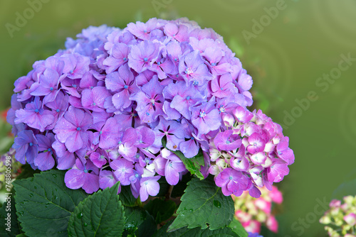 Beautiful blue hydrangea flowers isolated on green.