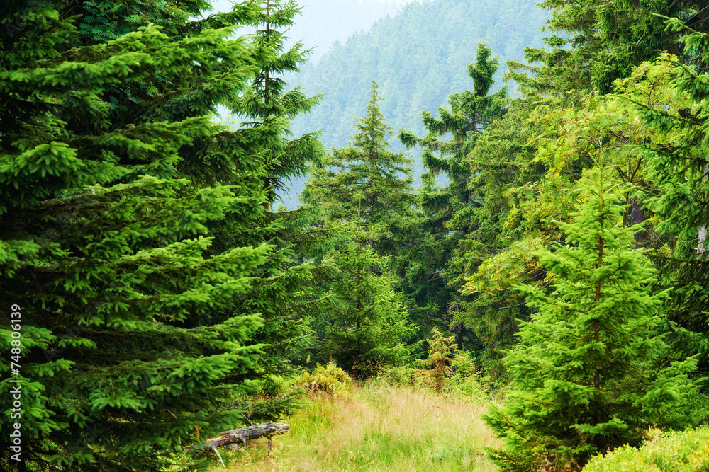Fototapeta premium Forest, summer and trees with environment, outdoor and nature with beauty and eco friendly. Landscape, ecology or earth with woods or bushes with growth or sunshine with spring, fresh air or climate
