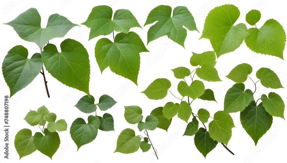 Fototapeta premium Set of green leaves from Javanese treebine or grape ivy (Cissus spp.), a jungle vine and hanging ivy plant bush foliage, isolated on a white background with a clipping path. 