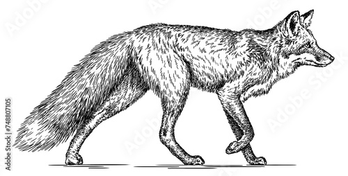 Vintage engraving isolated fox set illustration ink sketch. Wild animal background foxy animal silhouette art. Black and white hand drawn image.