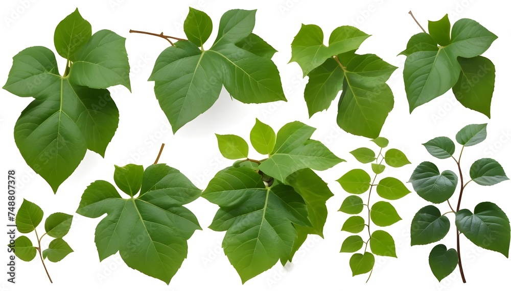 Set of green leaves from Javanese treebine or grape ivy (Cissus spp.), a jungle vine and hanging ivy plant bush foliage, isolated on a white background with a clipping path. Set of green leaves from Javanese treebine or grape ivy (Cissus spp.), a jungle vine and hanging ivy plant bush foliage, isolated on a white background with a clipping path.