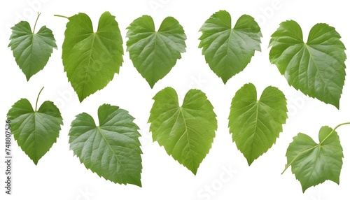 Set of green leaves from Javanese treebine or grape ivy (Cissus spp.), a jungle vine and hanging ivy plant bush foliage, isolated on a white background with a clipping path.  © QasimAli