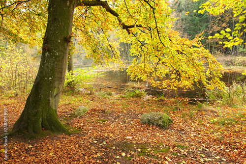 Forest  trees and lake with environment  countryside and climate with grass and sunshine. Growth  plants and woods with nature  water and river with farm and landscape with field and sustainability