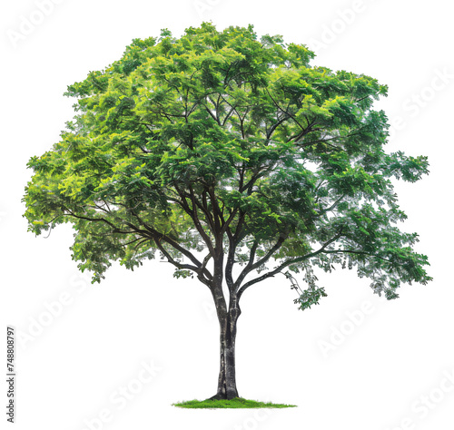 Isolated green tree on a white background