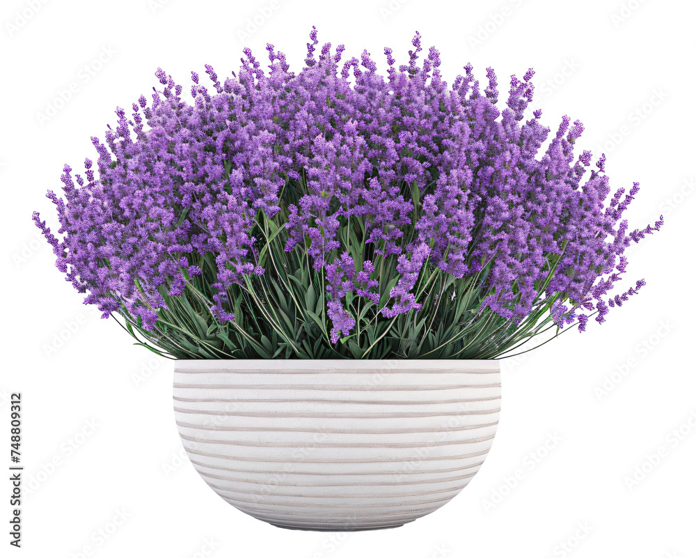 Lavender in a pot against a white background.