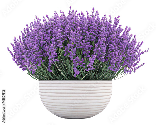 Lavender in a pot against a white background.