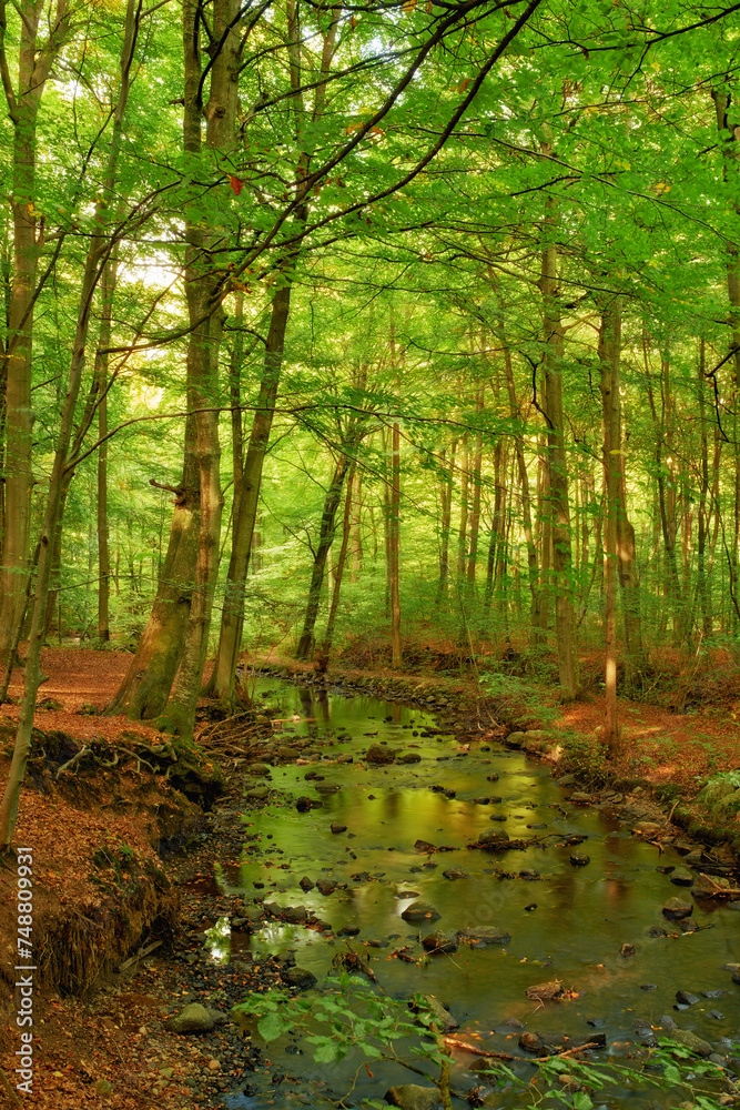 Landscape, woods and water in creek with trees, bush and environment in sunshine with green plants. Forest, river and stream with growth, sustainability and ecology for swamp, summer and countryside Landscape, woods and water in creek with trees, bush and environment in sunshine with green plants. Forest, river and stream with growth, sustainability and ecology for swamp, summer and countryside