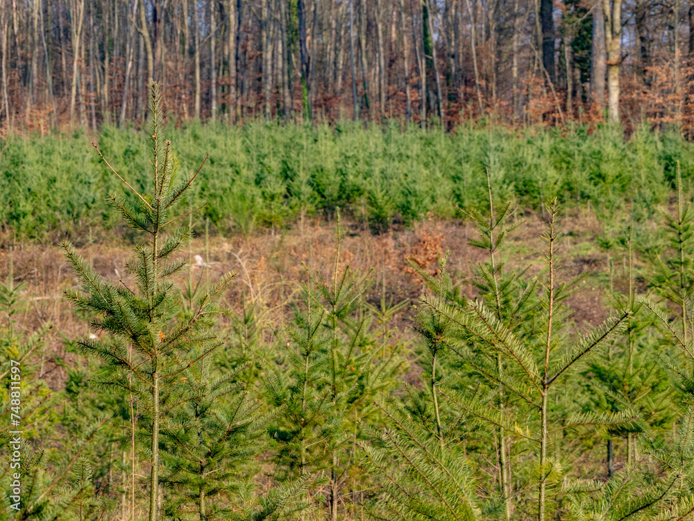 Wiederaufforstung im Mischwald durch anpflanzen junger Bäume Wiederaufforstung im Mischwald durch anpflanzen junger Bäume