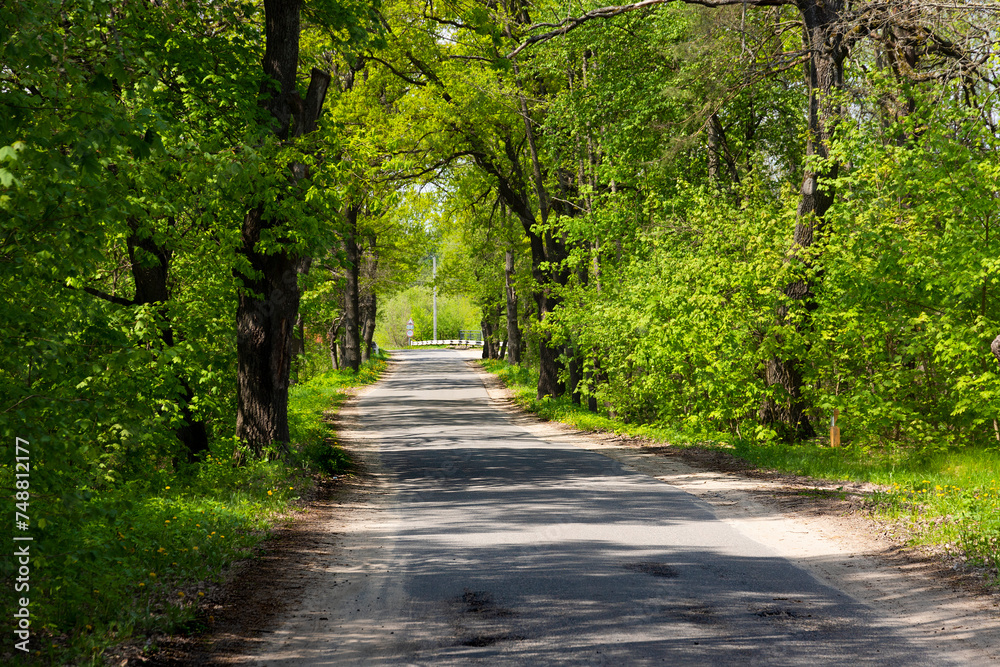 Rural road landscape under oak trees in spring. Green tunnel and empty asphalt road. Rural road landscape under oak trees in spring. Green tunnel and empty asphalt road.