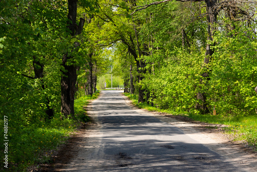 Rural road landscape under oak trees in spring. Green tunnel and empty asphalt road.