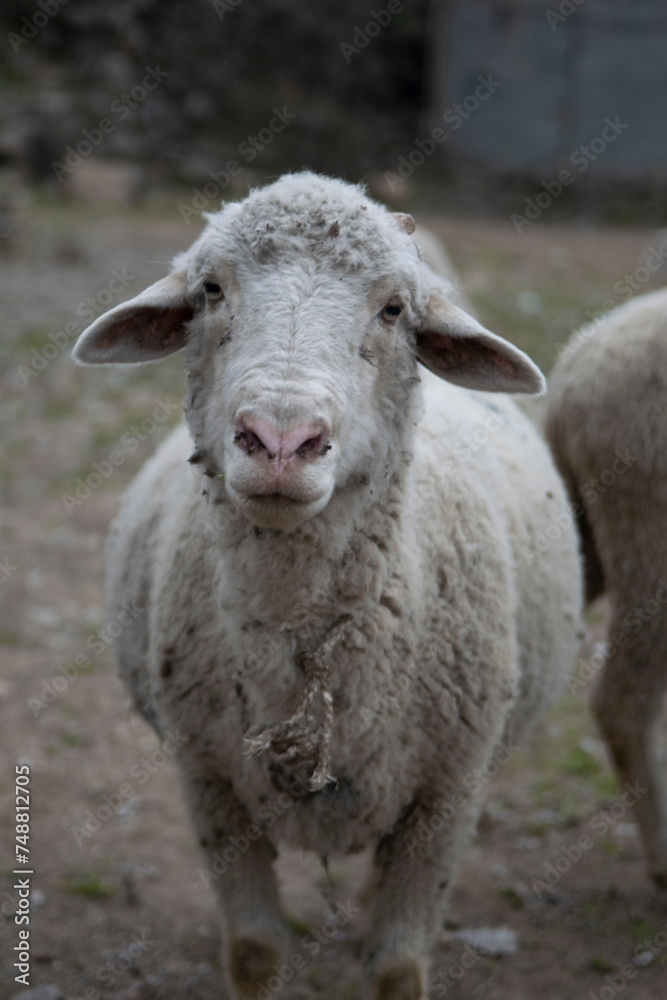 Pregnant sheep standing and looking camera Pregnant sheep standing and looking camera