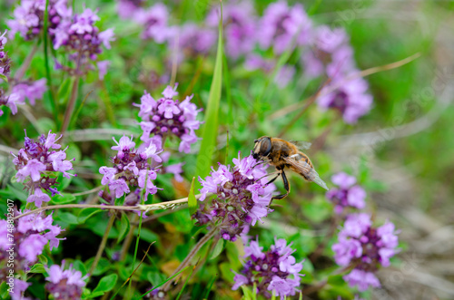Insects. A bee collects nectar on the flowers of the thyme.