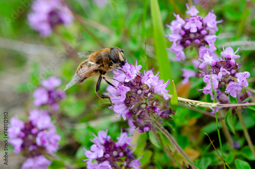 Insects. A bee collects nectar on the flowers of the thyme.