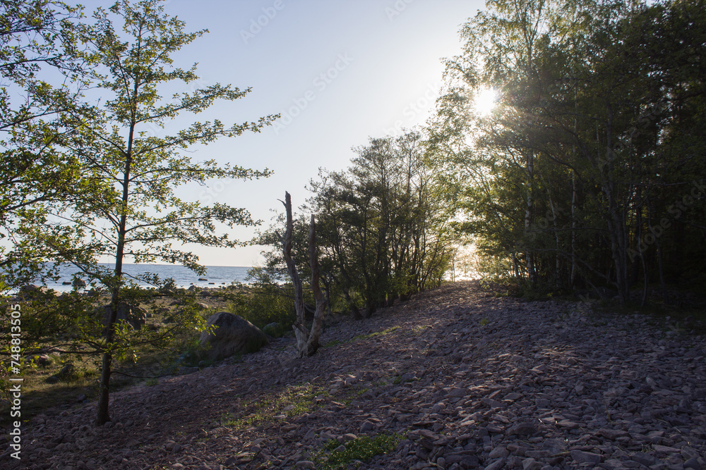 Fototapeta premium path in the woods