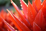 Close up small sprouts of red aloe plant with water droplets after watering, concept of alternative health and face and body care	