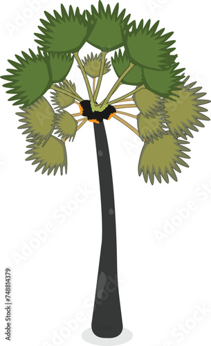 Palm tree isolated on white background realistic vector illustration