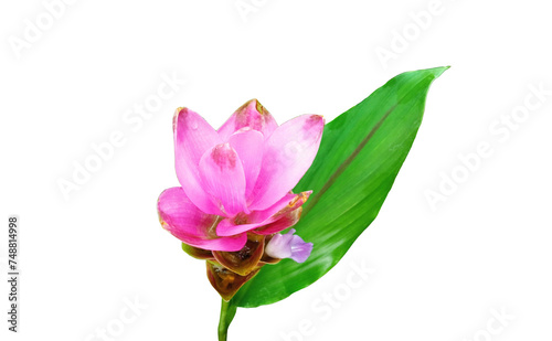 Closeup  Pink curcuma zanthorrhiza flowers blossom bloom isolated white background  The beauty of natural flowers  Floral summer  Houseplant