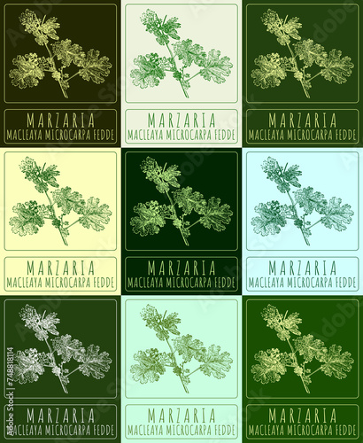 Set of drawing MARZARIA in various colors. Hand drawn illustration. The Latin name is MACLEAYA MICROCARPA FEDDE.