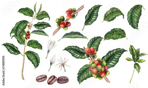 Watercolor coffee plant set, leaves, flowers and beans, berries, hand drawn illustrations