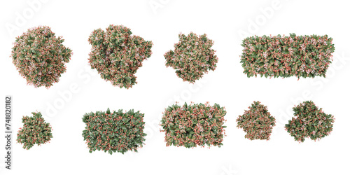 Fraser photinia Trees isolated on white background, tropical trees isolated used for architecture .top view