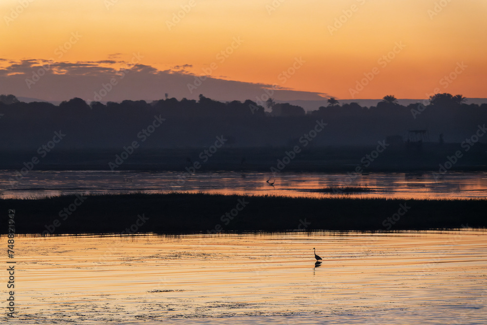 Silhouette of a great egret, wading bird on the Nile river at sunset, Egypt Silhouette of a great egret, wading bird on the Nile river at sunset, Egypt