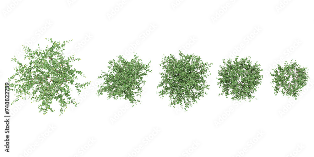 Sasanqua camellia trees collection of top view isolated on transparent background