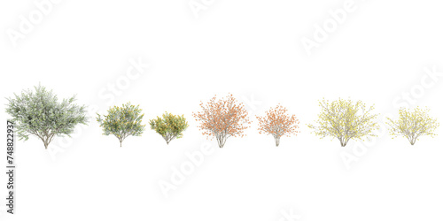 set of Hybrid witch hazel  trees on transparent background, 3D rendering
